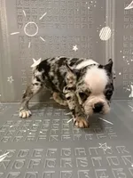 Star, a female Frenchton for sale in Indianapolis, IN – Photo 7 of 10