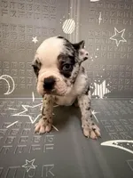 Star, a female Frenchton for sale in Indianapolis, IN – Photo 6 of 10