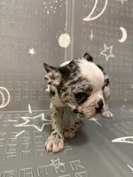 Star, a female Frenchton for sale in Indianapolis, IN – Photo 9 of 10