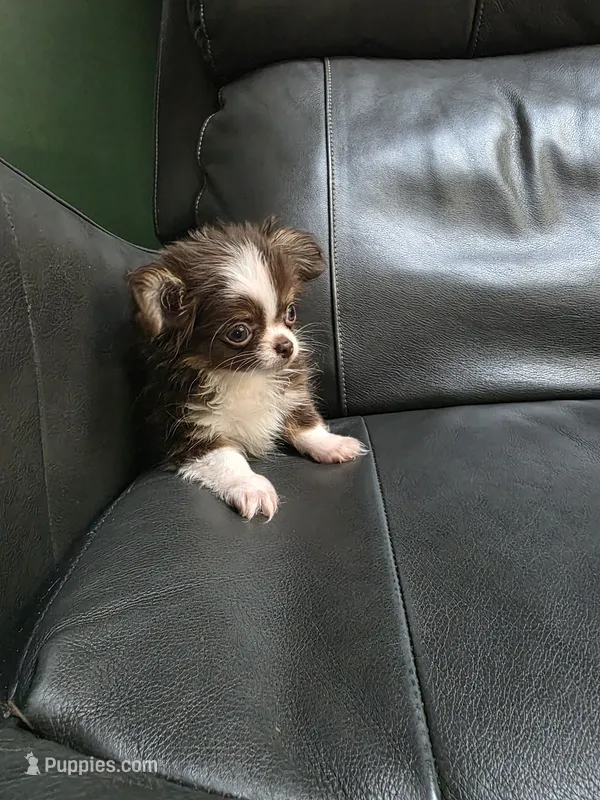 Reese – Chihuahua puppy for sale in Indianapolis, IN