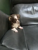 Reese, a male Chihuahua for sale in Indianapolis, IN – 3 of 10