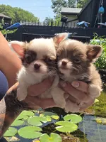 Bingo, a female Chihuahua for sale in Indianapolis, IN – 2 of 8