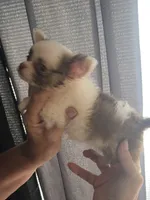 Pixie , a female Chihuahua for sale in Indianapolis, IN – 2 of 10