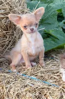 Ghost , a male Chihuahua for sale in Indianapolis, IN – 3 of 7