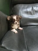 Reese, a male Chihuahua for sale in Indianapolis, IN – 4 of 10