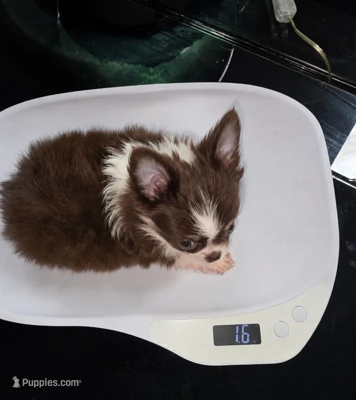 Reese – Chihuahua puppy for sale in Indianapolis, IN