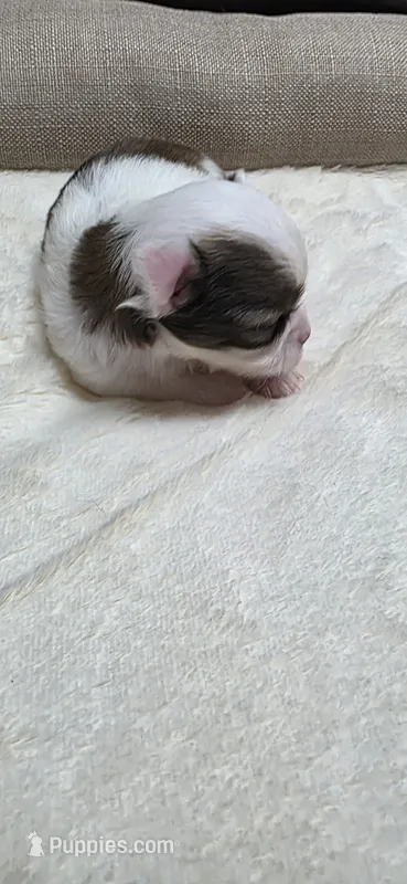 Pixie  – Chihuahua puppy for sale in Indianapolis, IN