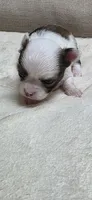 Pixie , a female Chihuahua for sale in Indianapolis, IN – 4 of 8