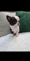 Bear , a male Chihuahua for sale in Indianapolis, IN – 7 of 10