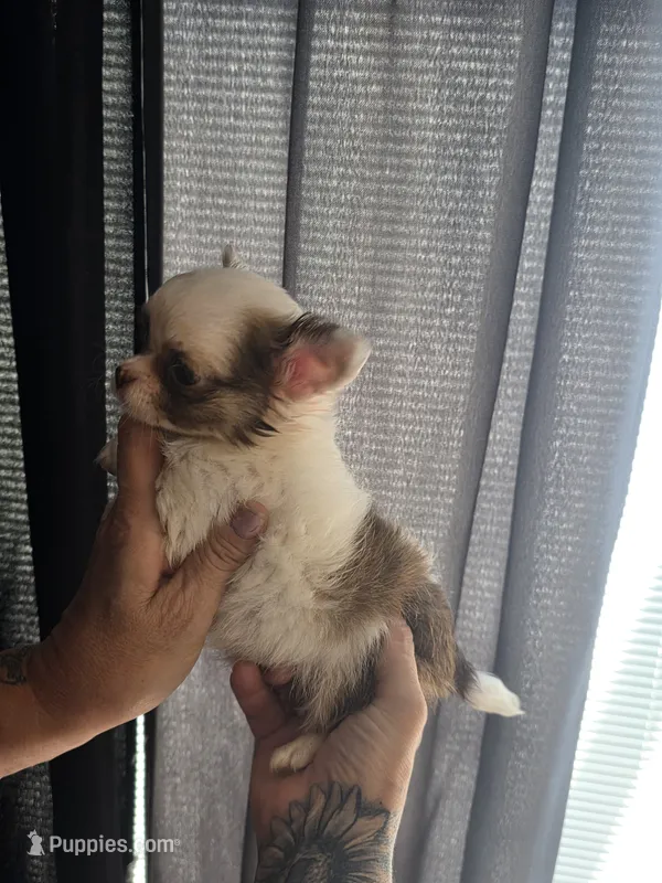 Pixie  – Chihuahua puppy for sale in Indianapolis, IN
