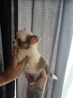 Pixie , a female Chihuahua for sale in Indianapolis, IN – 1 of 10