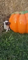 Pumpkin , a male Chihuahua for sale in Indianapolis, IN – 6 of 10