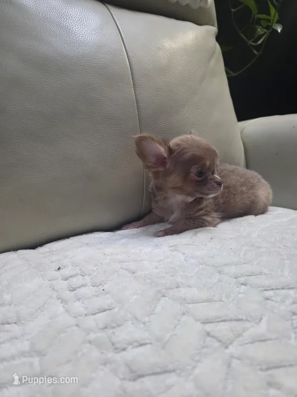 Tank, a male Chihuahua for sale in Indianapolis, IN – 1 of 4