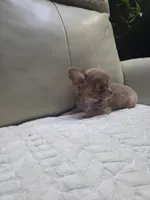 Ryder, a male Chihuahua for sale in Indianapolis, IN – 4 of 10