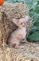 Ghost , a male Chihuahua for sale in Indianapolis, IN – 2 of 7