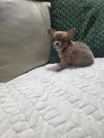 Taffy, a female Chihuahua for sale in Indianapolis, IN – 5 of 6