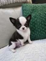 Bear , a male Chihuahua for sale in Indianapolis, IN – 8 of 10
