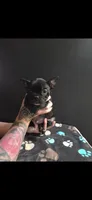 Tiny, a male Frenchton for sale in Indianapolis, IN – Photo 3 of 7