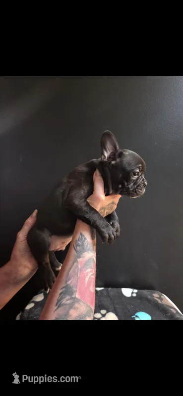 Tiny – Frenchton puppy for sale in Indianapolis, IN