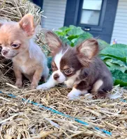 Boo, a male Chihuahua for sale in Indianapolis, IN – 5 of 7