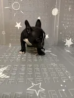 Lighting, a male Boston Terrier and French Bulldog for sale in Indianapolis, IN – Photo 7 of 10