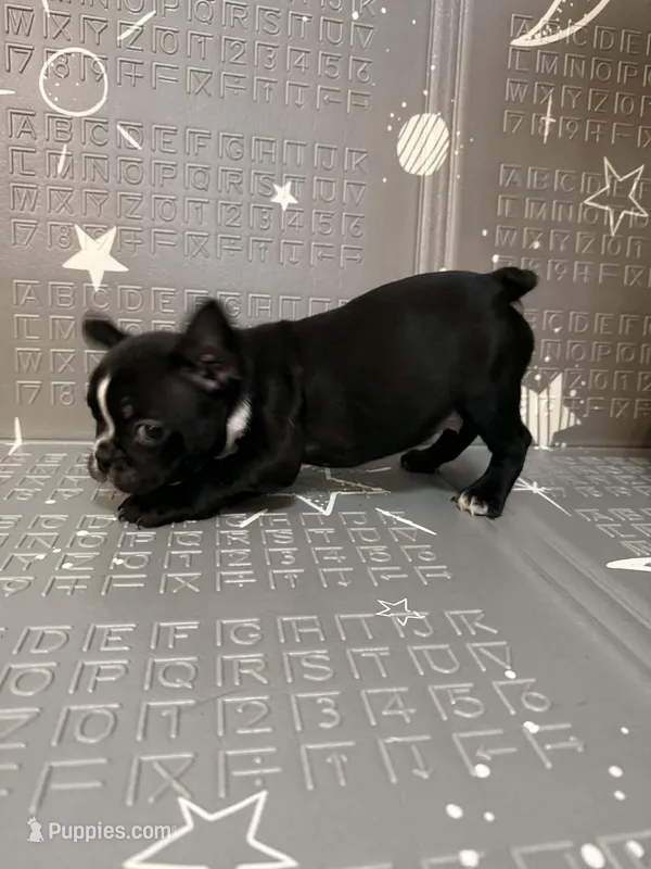 Lighting – Boston Terrier, French Bulldog puppy for sale in Indianapolis, IN