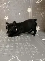 Lighting, a male Boston Terrier and French Bulldog for sale in Indianapolis, IN – Photo 1 of 10