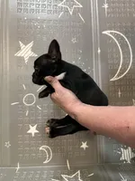 Lighting, a male Boston Terrier and French Bulldog for sale in Indianapolis, IN – Photo 10 of 10