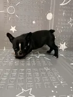 Lighting, a male Boston Terrier and French Bulldog for sale in Indianapolis, IN – Photo 4 of 10