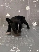 Lighting, a male Boston Terrier and French Bulldog for sale in Indianapolis, IN – Photo 5 of 10
