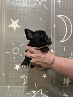 Lighting, a male Boston Terrier and French Bulldog for sale in Indianapolis, IN – Photo 2 of 10