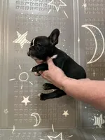 Lighting, a male Boston Terrier and French Bulldog for sale in Indianapolis, IN – Photo 3 of 10