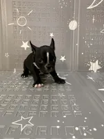 Lighting, a male Boston Terrier and French Bulldog for sale in Indianapolis, IN – Photo 9 of 10