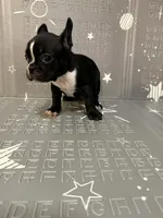 Lighting, a male Boston Terrier and French Bulldog for sale in Indianapolis, IN – Photo 8 of 10