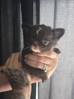Flower, a female Chihuahua for sale in Indianapolis, IN – 9 of 10