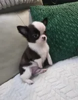 Bear , a male Chihuahua for sale in Indianapolis, IN – 5 of 10