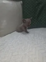 Ivys princess , a female Chihuahua for sale in Indianapolis, IN – 5 of 10