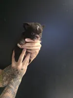 Flower, a female Chihuahua for sale in Indianapolis, IN – 8 of 10