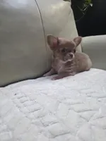 Ryder, a male Chihuahua for sale in Indianapolis, IN – 5 of 10