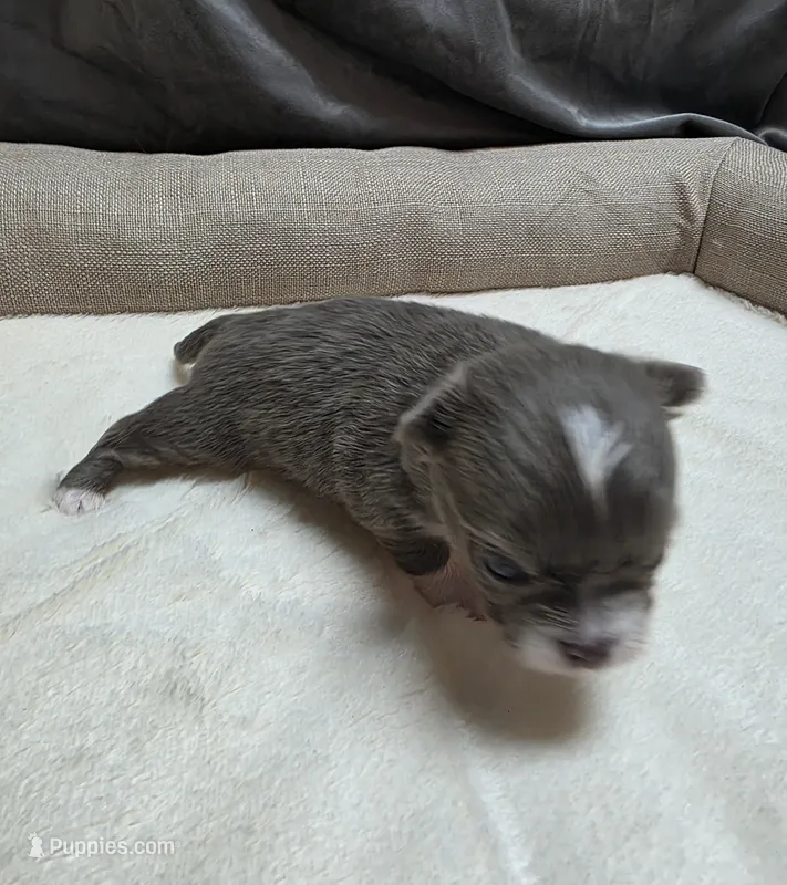 Bluey – Chihuahua puppy for sale in Indianapolis, IN