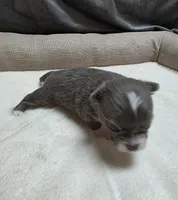 Bluey, a male Chihuahua for sale in Indianapolis, IN – 1 of 6