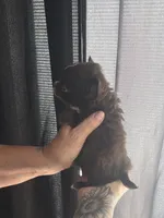 Flower, a female Chihuahua for sale in Indianapolis, IN – 10 of 10