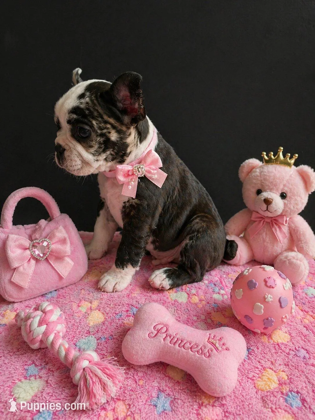 Candy, a female Frenchton for sale in Indianapolis, IN – 1 of 9