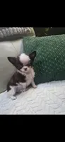 Bear , a male Chihuahua for sale in Indianapolis, IN – 3 of 9