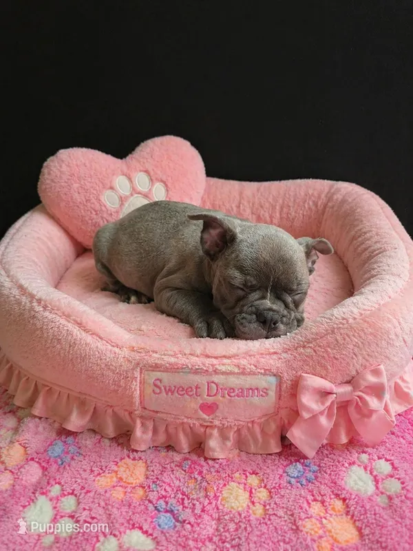 Keys – Frenchton puppy for sale in Indianapolis, IN