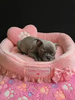 Keys, a female French Bulldog and Frenchton for sale in Indianapolis, IN – Photo 1 of 9
