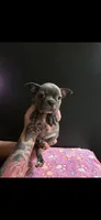 Keys, a female Frenchton for sale in Indianapolis, IN – Photo 2 of 10
