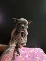 Keys, a female Frenchton for sale in Indianapolis, IN – Photo 6 of 10