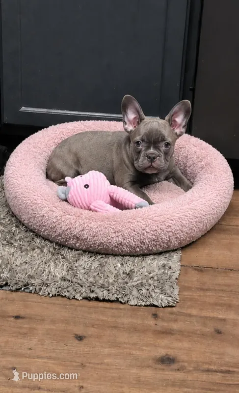 Keys – French Bulldog, Frenchton puppy for sale in Indianapolis, IN