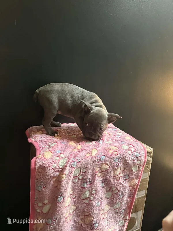 Keys – Frenchton puppy for sale in Indianapolis, IN